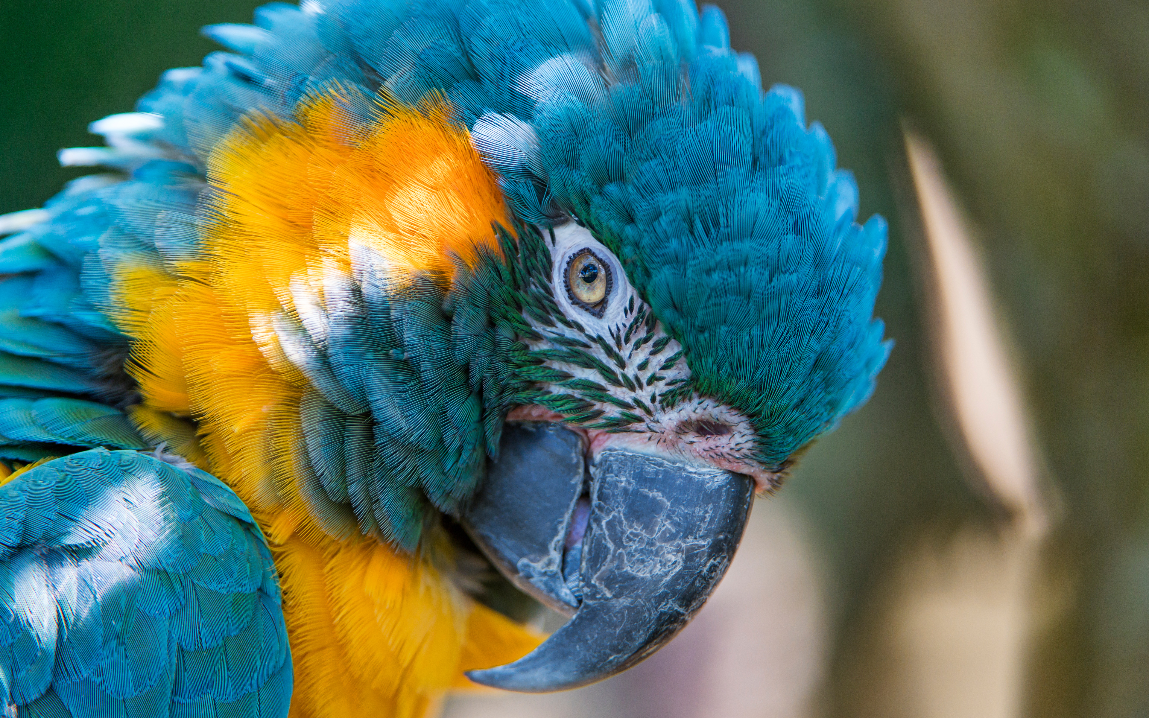 Blue and yellow Macaw 5K251408118